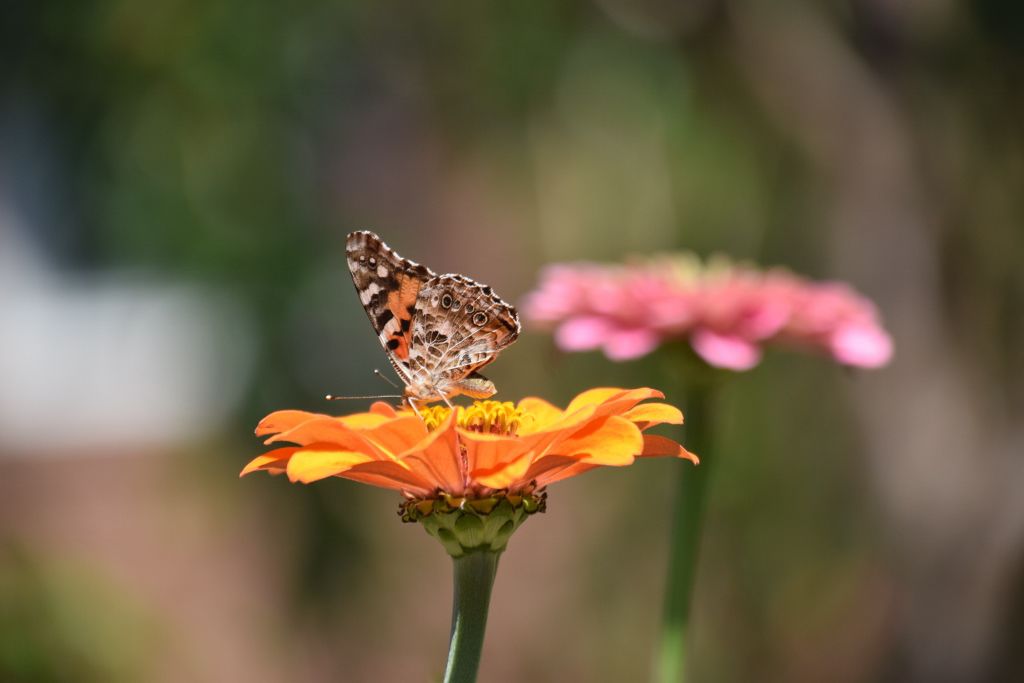 marthas pk and bflies2019 006 (1024x683).jpg